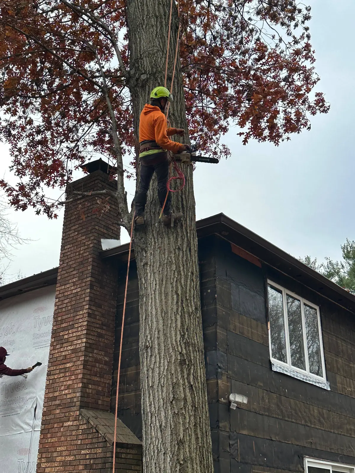 Tree work by Palacios Bro Construction LLC